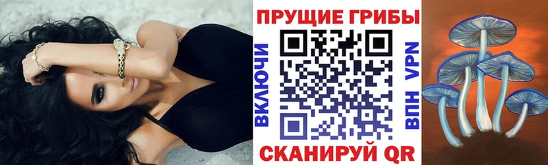 наркошоп  Гороховец  Галлюциногенные грибы Cubensis 
